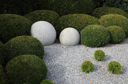 Tisa minge / Taxus baccata /