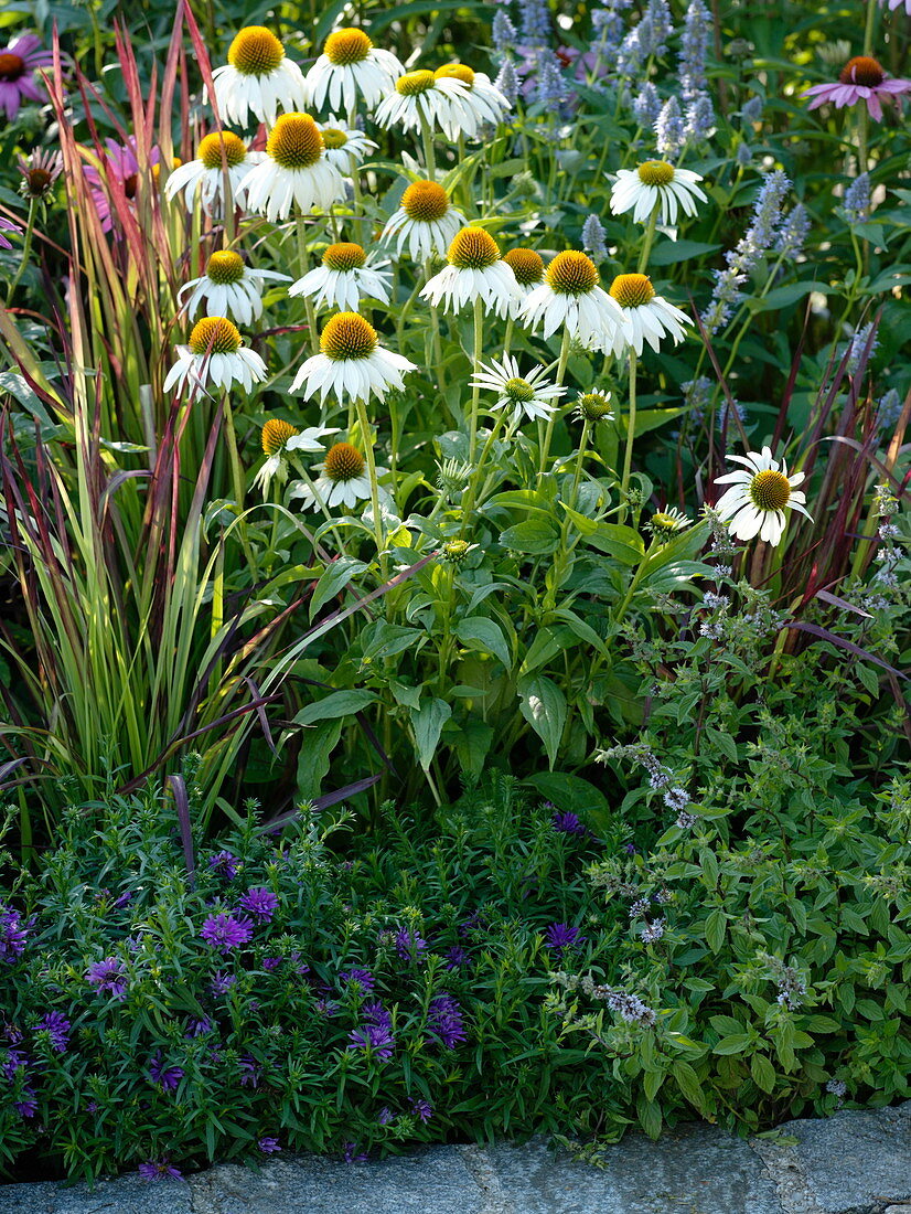 Echinacea purpurea &