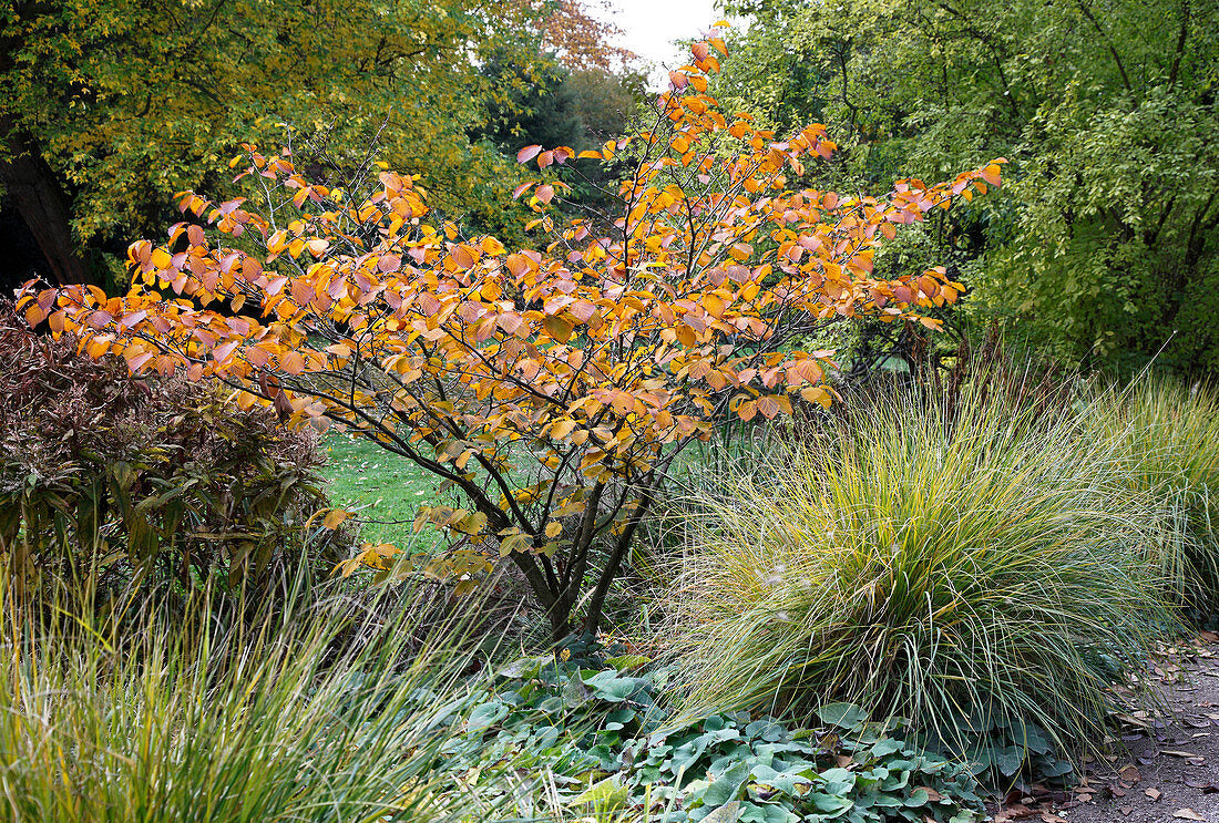 Nucul vrajitoarelor "Arnold Promise" / Hamamelis x intermedia"Arnold Promise"/