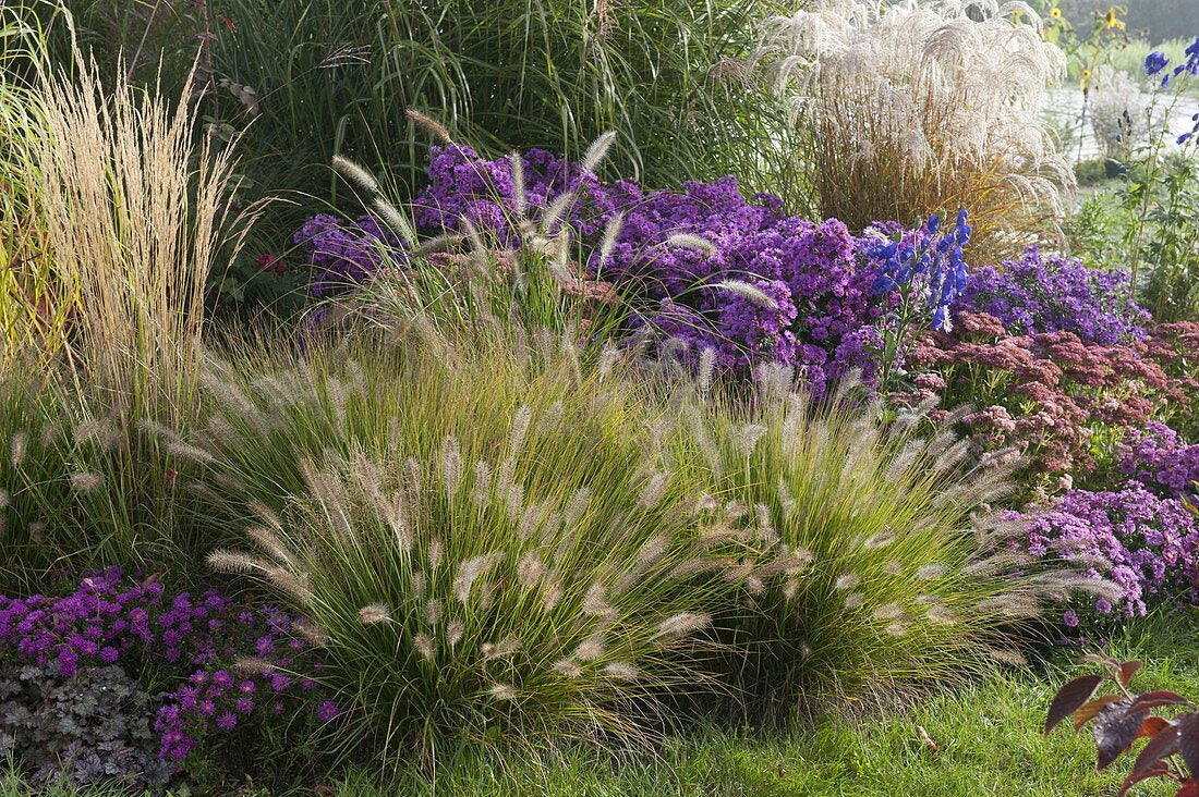 Pennisetum alopecuroides "Compressum"