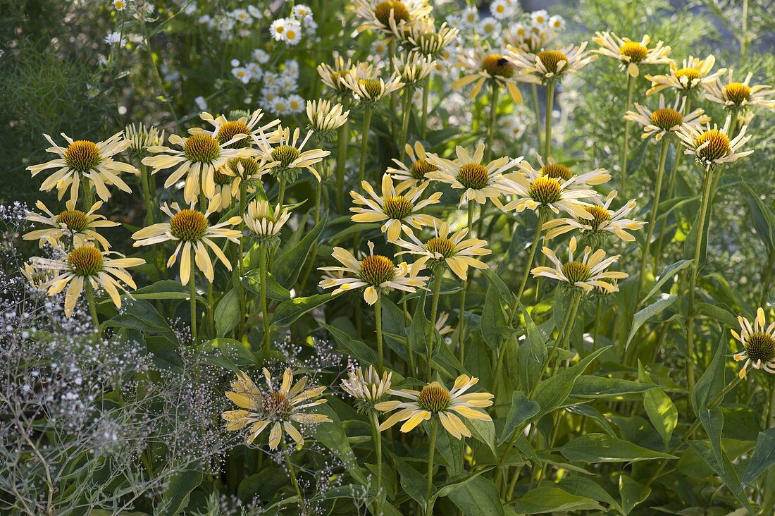 Echinacea purpurea &