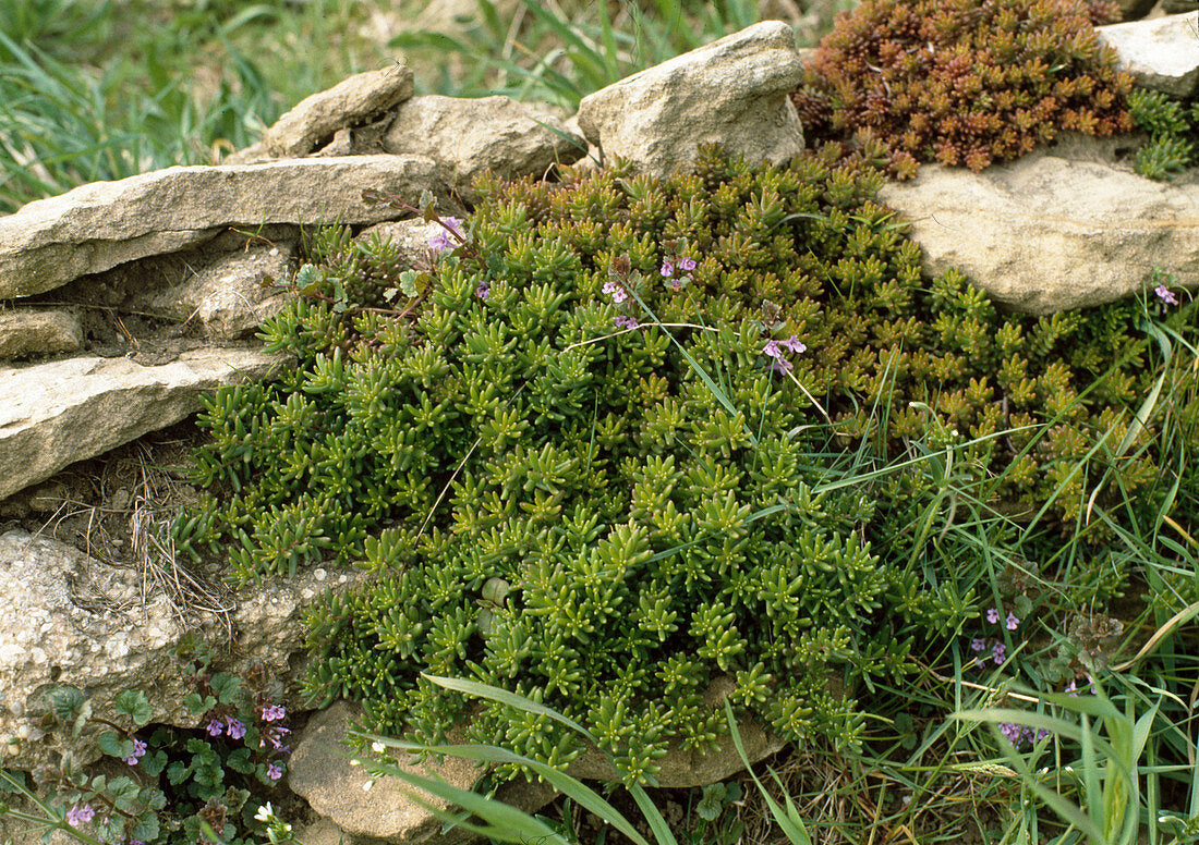 Iarba grasa / Sedum album / - Gradina Noastra