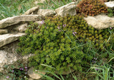 Iarba grasa / Sedum album / - Gradina Noastra