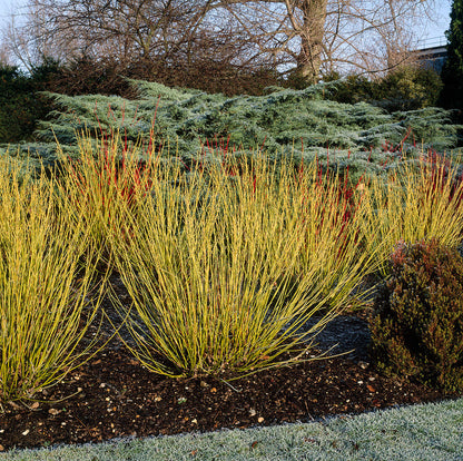 Corn „Flaviramea" / Cornus stolonifera „Flaviramea"/
