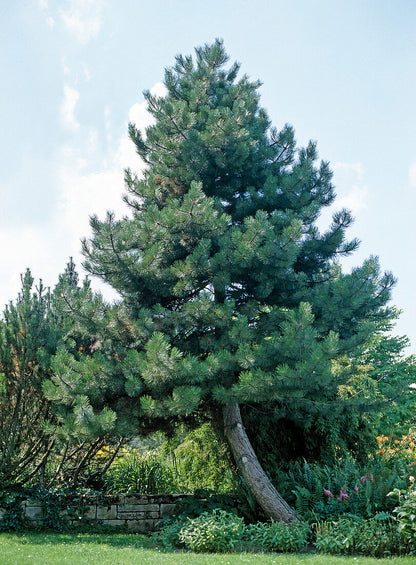 Pin negru austriac / Pinus nigra austriaca /