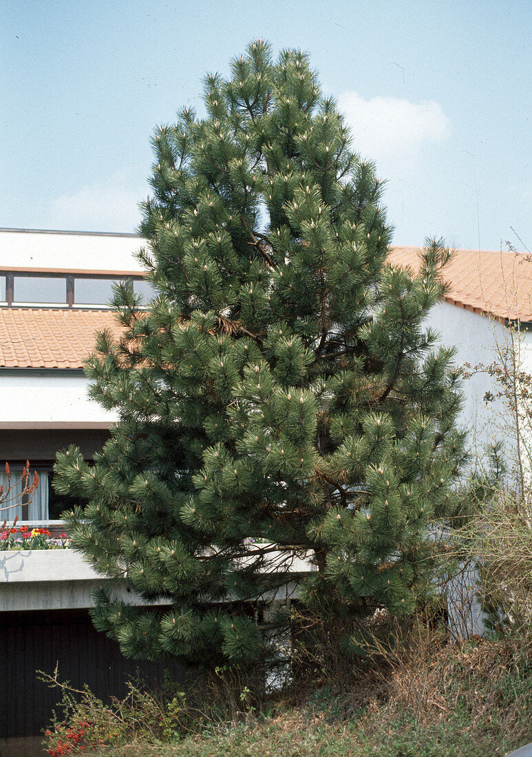 Pin negru austriac / Pinus nigra austriaca /