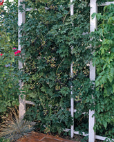 Mur "Thornless Evergreen"/ Rubus "Thornless Evergreen" / - Gradina Noastra