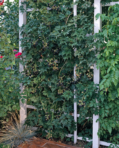 Mur "Thornless Evergreen"/ Rubus "Thornless Evergreen" / - Gradina Noastra