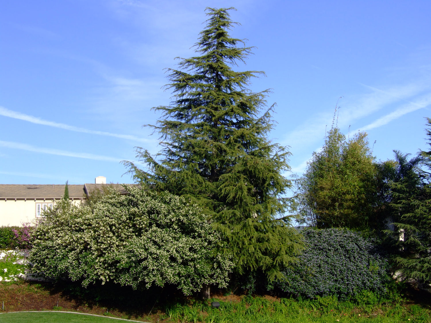 Cedru de Himalaya / Cedrus deodara /