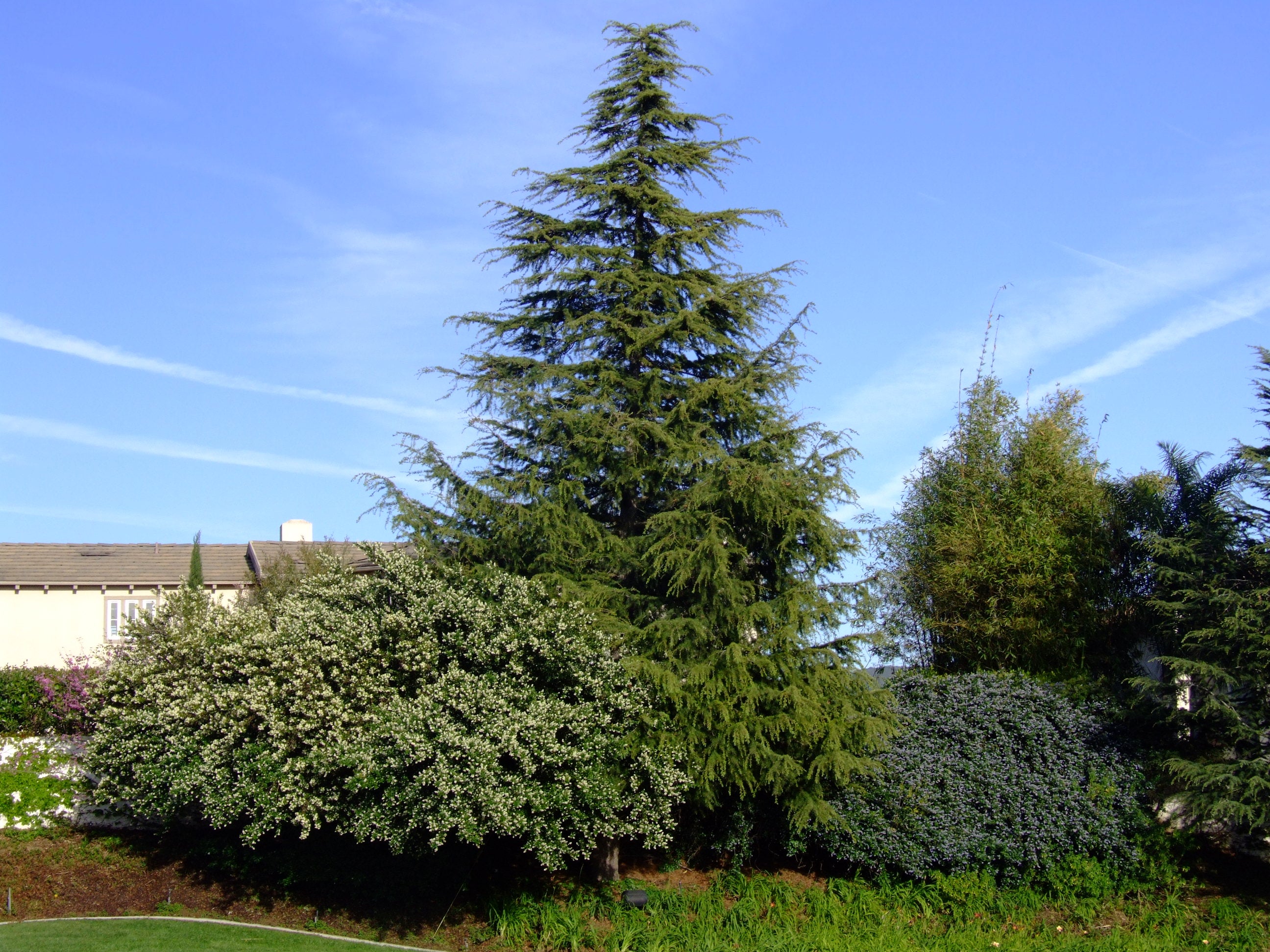 Cedru de Himalaya / Cedrus deodara /