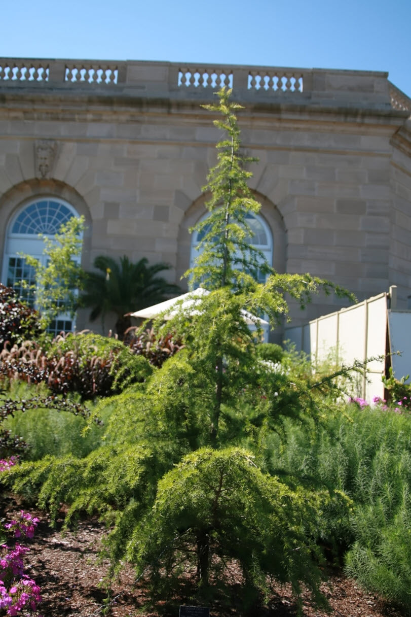 Cedru „Golden Horizon” pomisor / Cedrus deodara „Golden Horizon”/