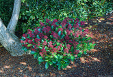 Liliac japonez "Rubella" / Skimmia japonica "Rubella"/ - Gradina Noastra