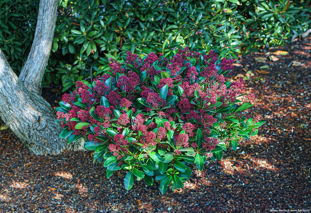 Liliac japonez "Rubella" / Skimmia japonica "Rubella"/ - Gradina Noastra