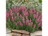 Veronica "Rose Zwerg" 0.10 - 0.20 m by Gradina Noastra
