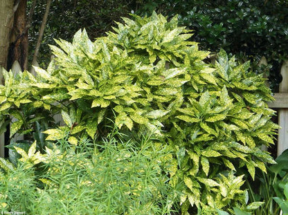 Pom de aur "Crotonifolia Gold" / Aucuba japonica "Crotonifolia Gold" /