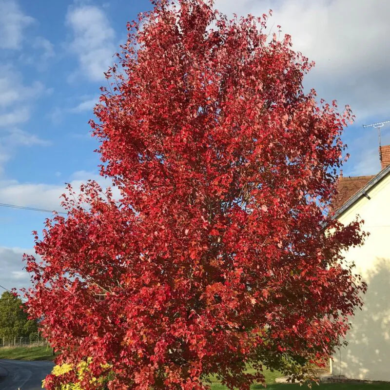 Red maple &quot;Morgan&quot; 2.00 - 2.50 m / Acer x freemanii &quot;Morgan&quot; /