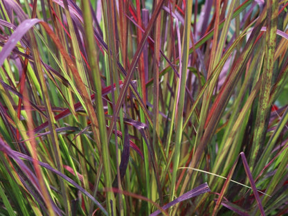Andropogon gerardii "Red October"