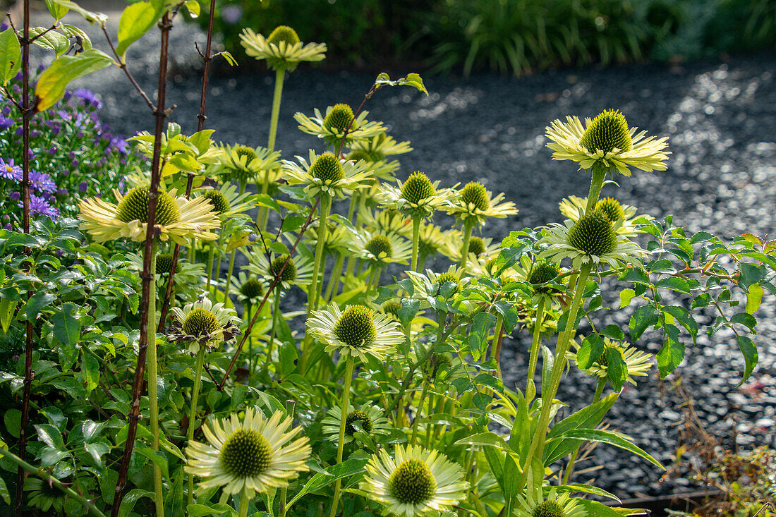 Echinacea purpurea &