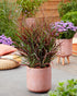 Panicum virgatum "Hot Rod" - Gradina Noastra
