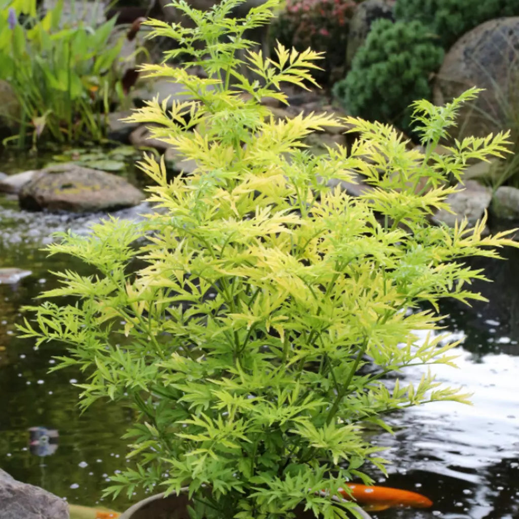Soc Negru &quot;Golde Tower&quot; /Sambucus Nigra &quot;Golde Tower&quot; /Sambucus Nigra Arbust