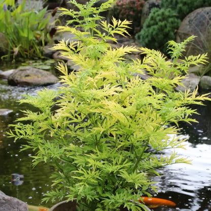 Soc Negru &quot;Golde Tower&quot; /Sambucus Nigra &quot;Golde Tower&quot; /Sambucus Nigra Arbust