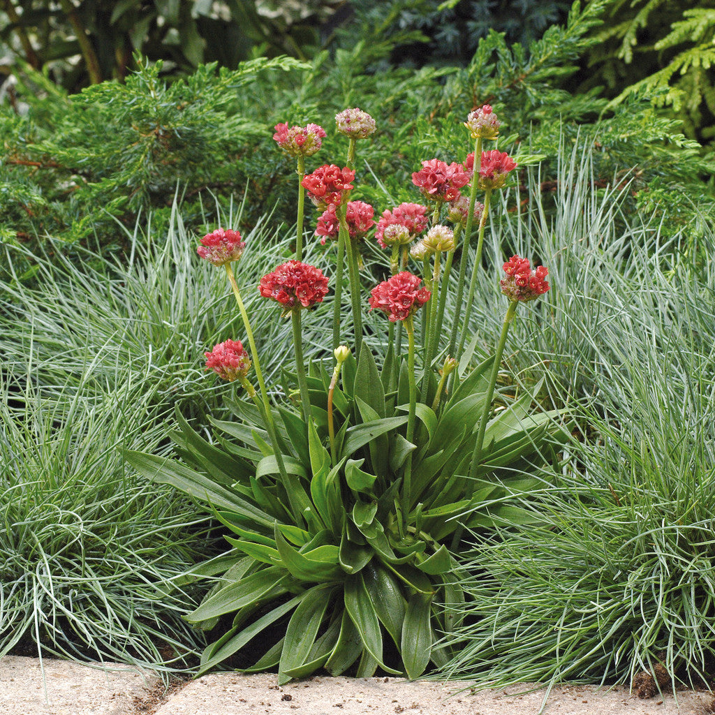 Armeria pseud. &