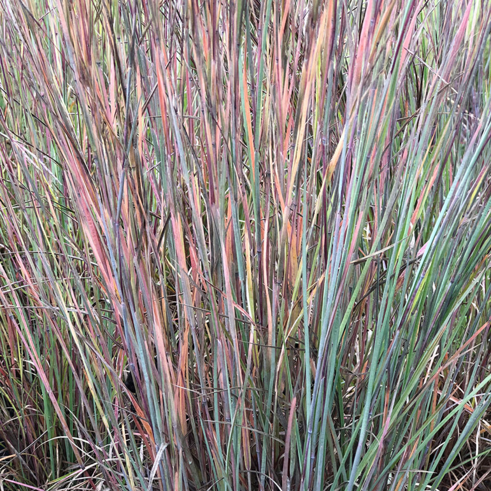 Schizachyrium scoparium "Ha Ha Tonka" - Gradina Noastra