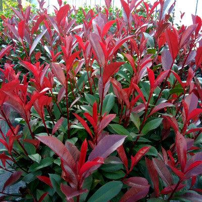 Photinia &quot;Carre Rouge&quot; gard viu 0.80 - 1.00 m / Photinia x fraseri &quot;Carre Rouge&quot;/ gradina-noastra