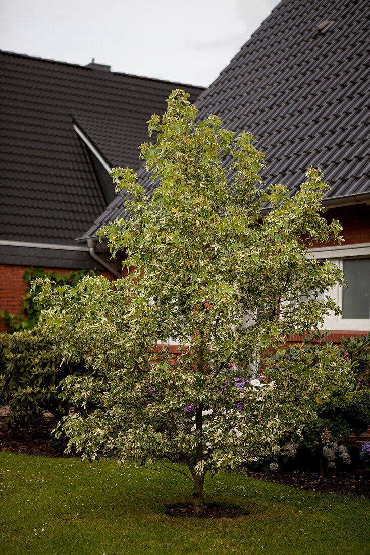 Arborele de guma "Variegata" 2.00 - 2.50 m / Liquidambar styraciflua "Variegata" /