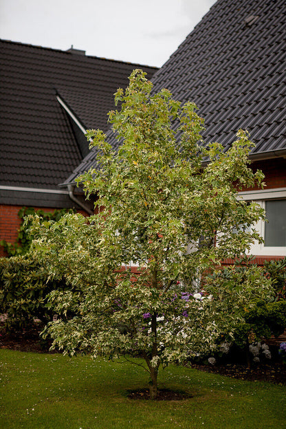 Arborele de guma "Variegata" 2.00 - 2.50 m / Liquidambar styraciflua "Variegata" /