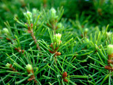 Molid norvegian "Tompa " / Picea abies &