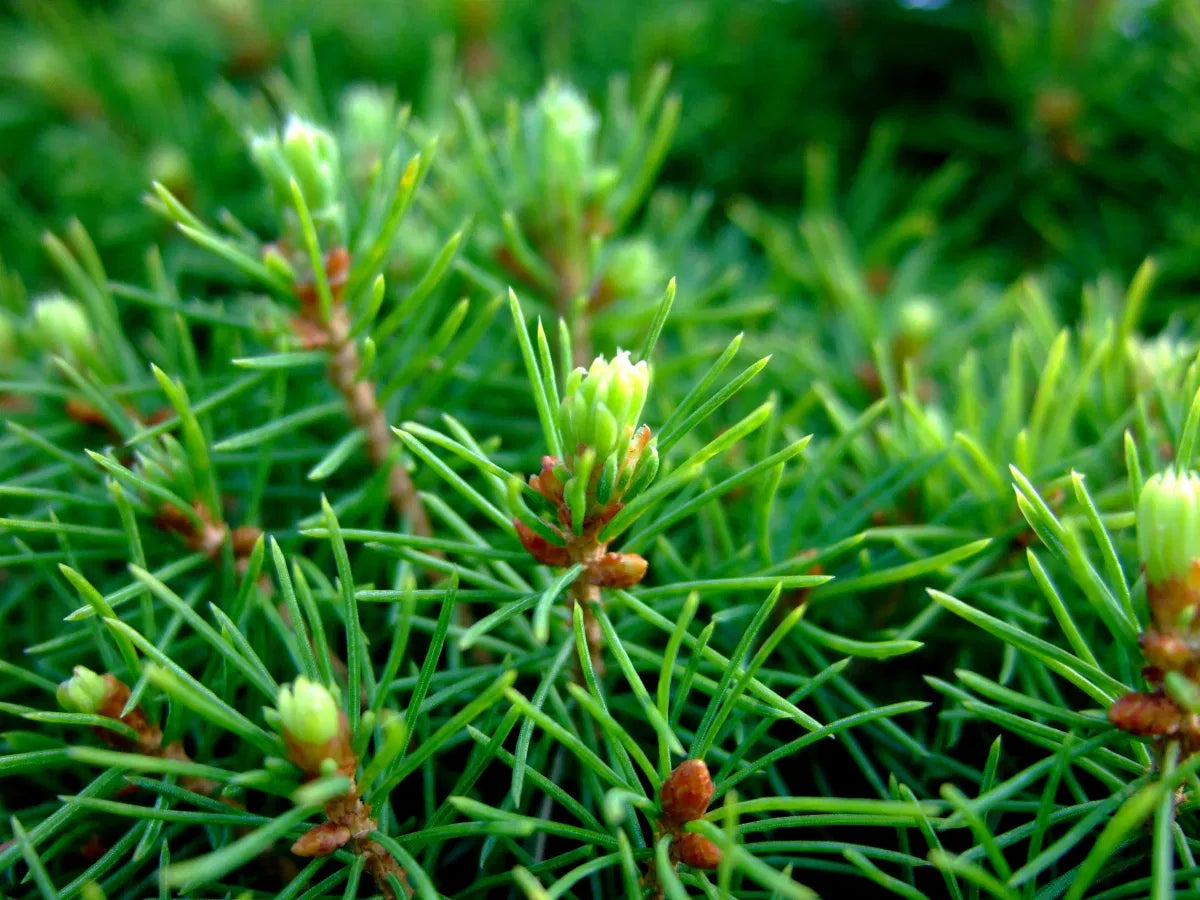 Molid norvegian &quot;Tompa &quot; / Picea abies &