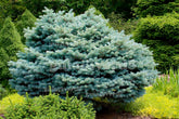 Molid argintiu globular / Picea pungens "Glauca Globosa" / - Gradina Noastra