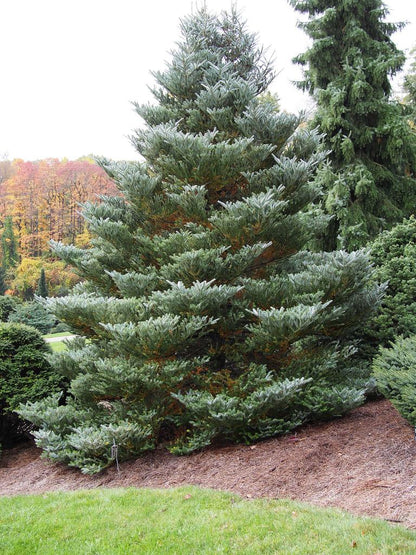 Brad coreean "Silberlocke" /Abies koreana "Silberlocke"/