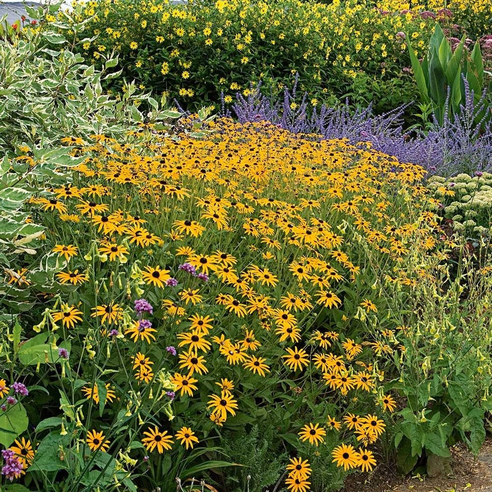 Rudbeckia fulgida Forever Gold’