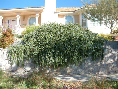 Rozmarin "Prostratus" / Rosmarinus officinalis "Prostratus"/
