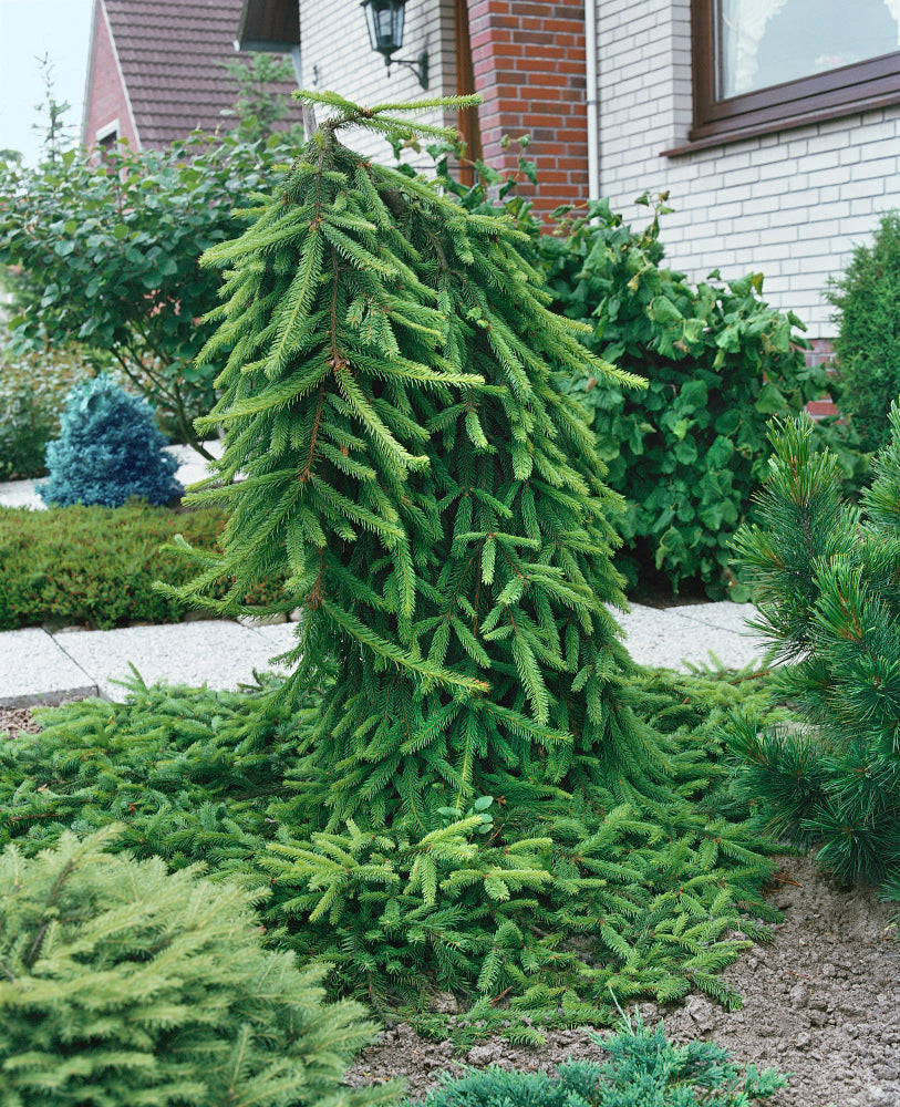 Molid "Inversa" / Picea abies &