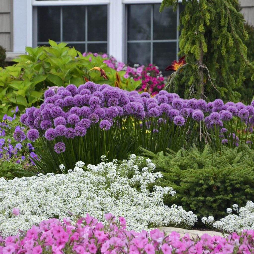 Allium"Millenium" 0.10 - 0.20 m by Gradina Noastra