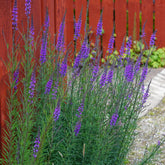 Linaria purpurea - Gradina Noastra