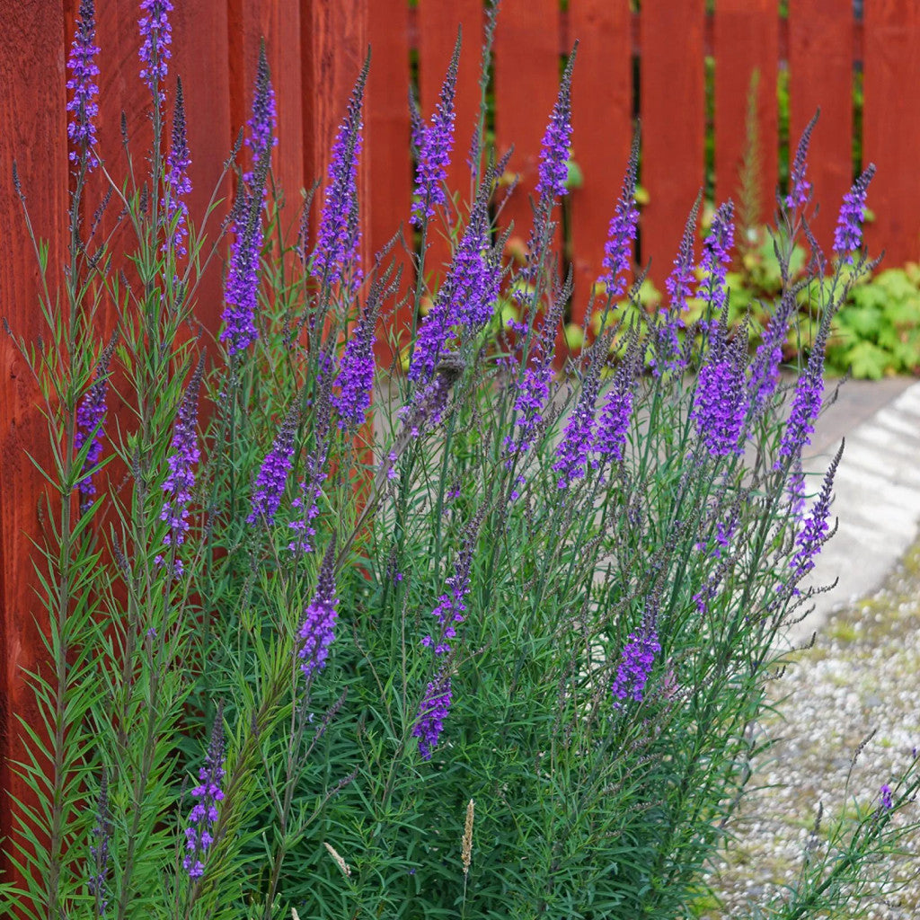Linaria purpurea - Gradina Noastra
