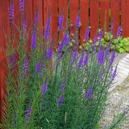 Linaria purpurea - Gradina Noastra