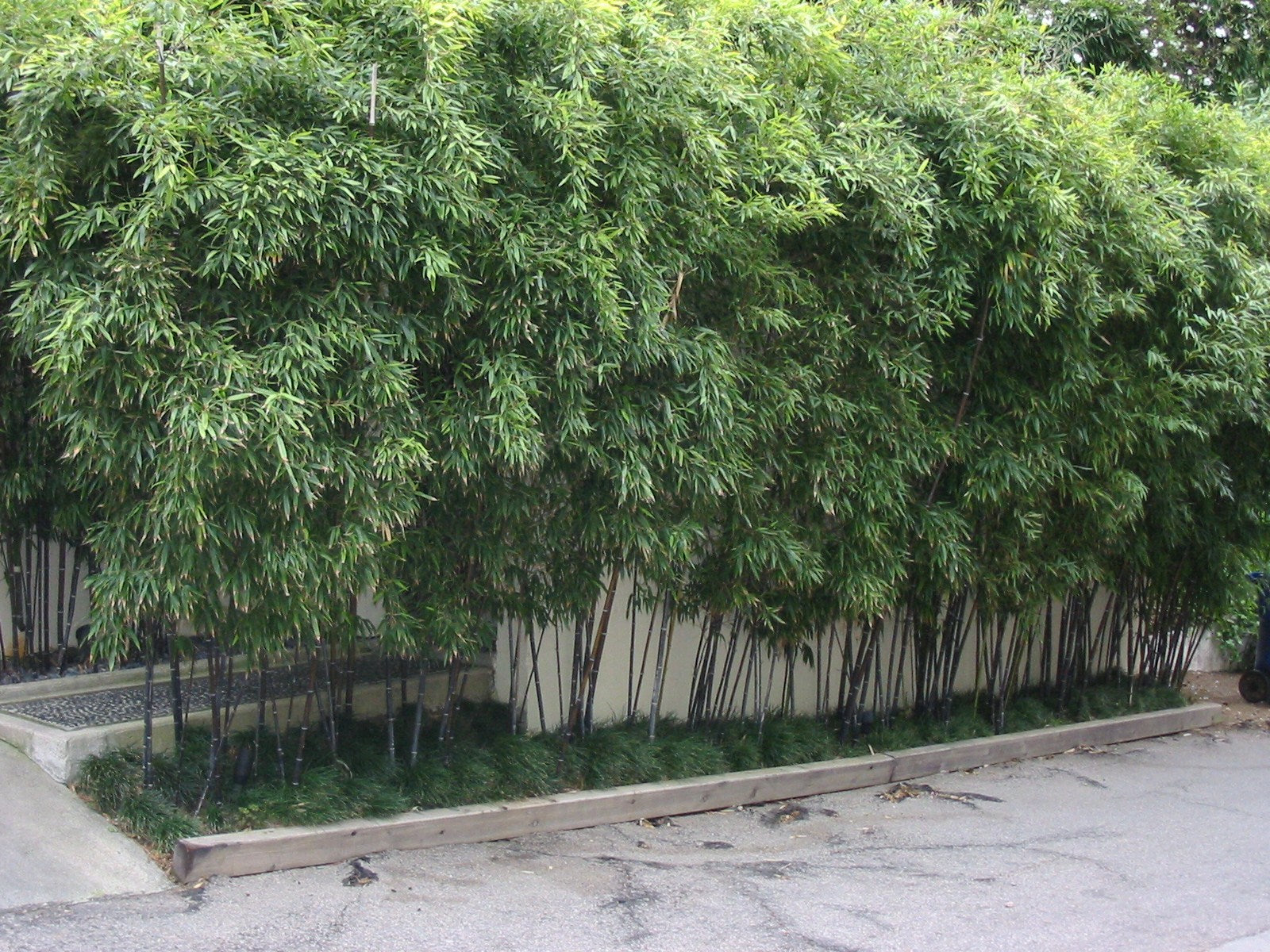 Bambus negru / Phyllostachys nigra  /