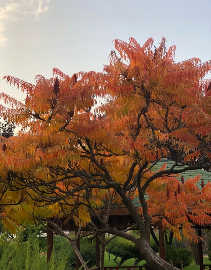 Otetar rosu "Dissecta" / Rhus typhina "Dissecta" /