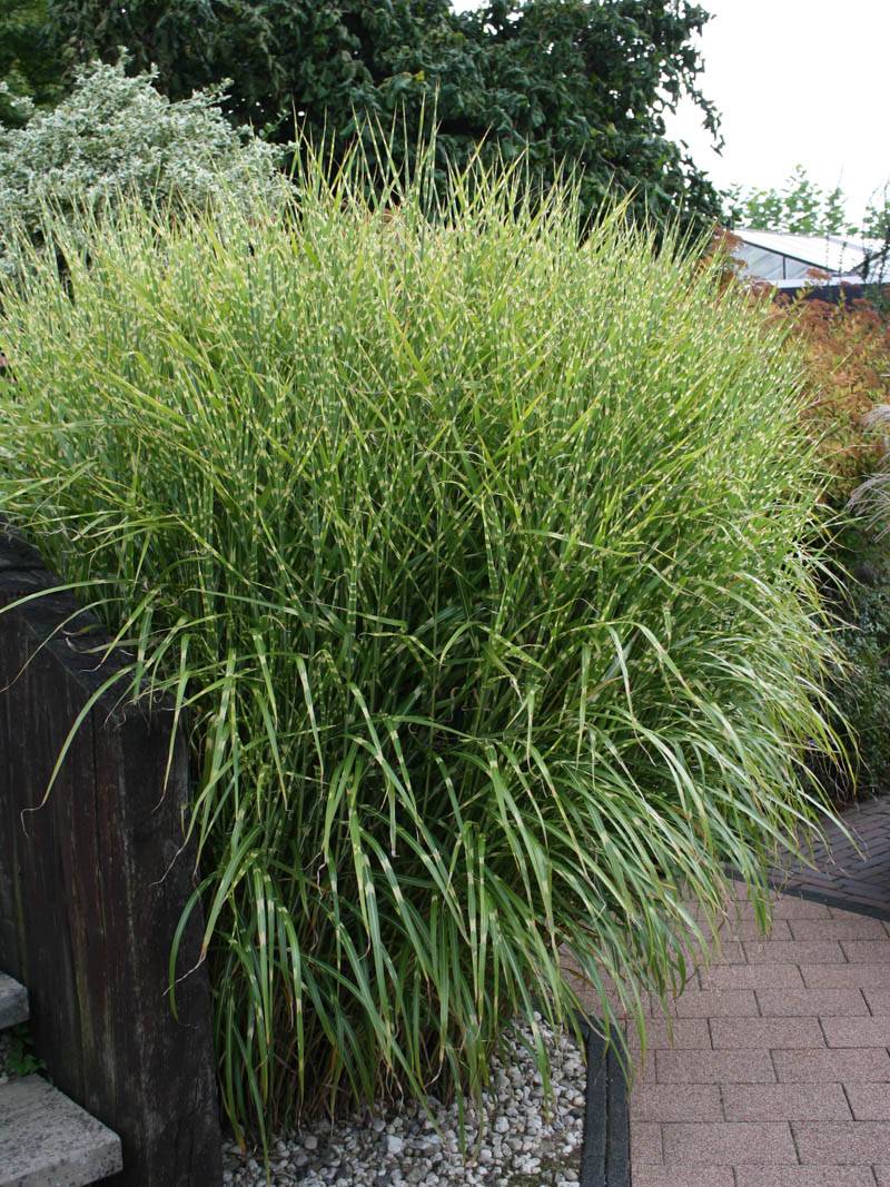 Iarba elefantului "Strictus" / Miscanthus sinensis "Strictus" /