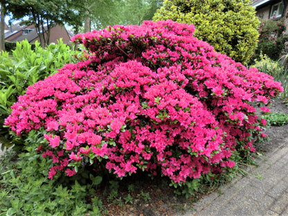 Azalee japonica diferite soiuri mix/buc/ Azalea japonica mix/buc / - Gradina Noastra