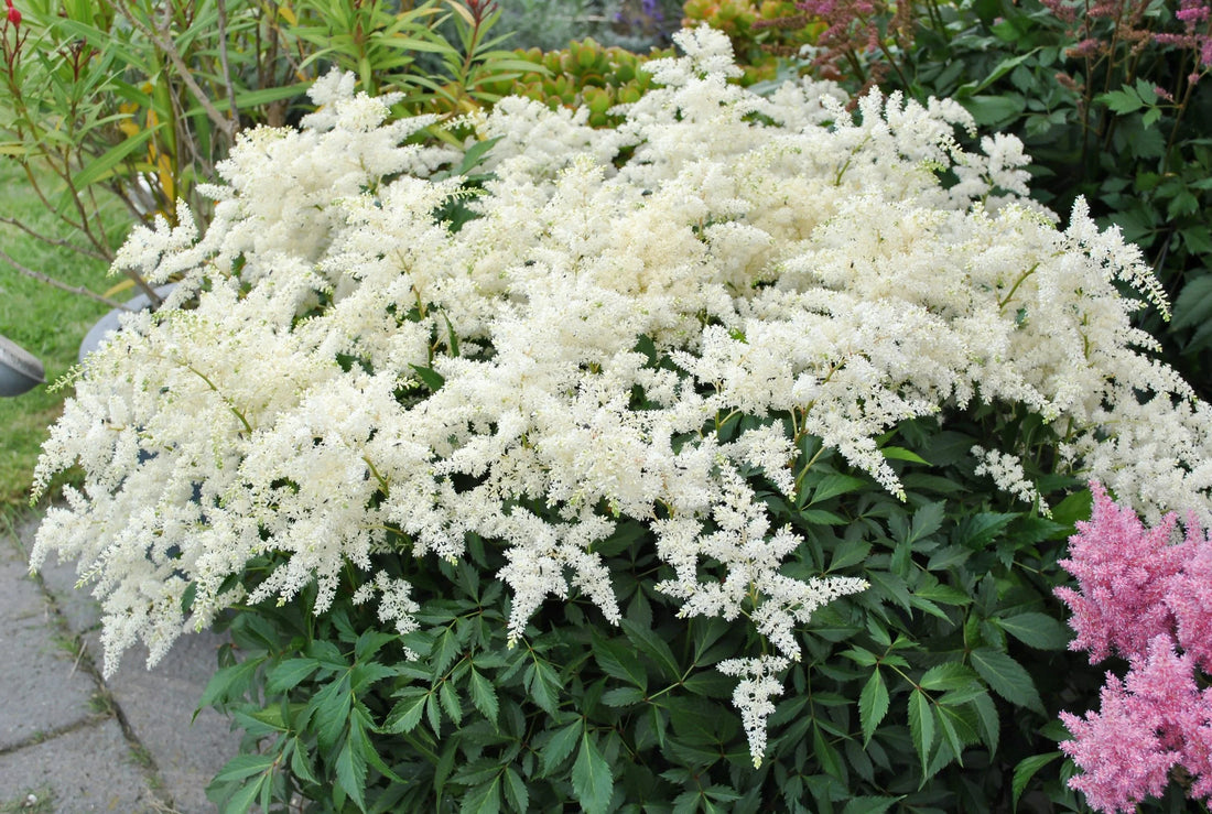 Astilbe chinensis "Vision in White" by gradina-noastra