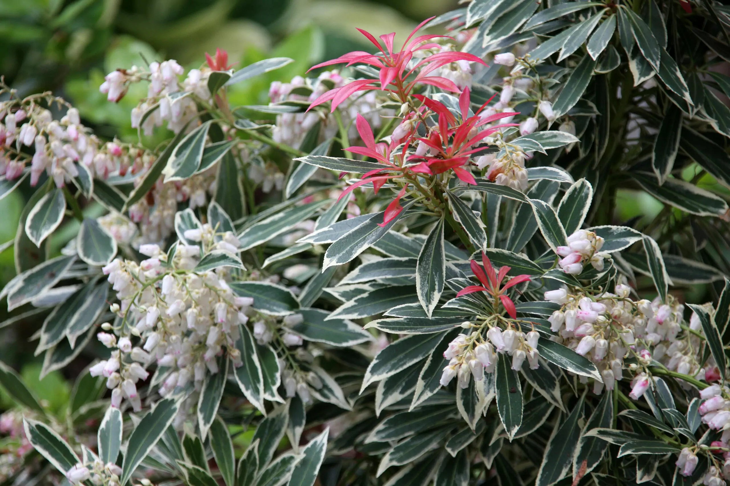 Andromeda japoneza &quot;Flaming Silver&quot; / Pieris &quot;Flaming Silver&quot;/