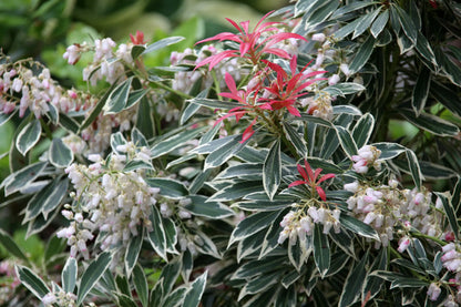 Andromeda japoneza &quot;Flaming Silver&quot; / Pieris &quot;Flaming Silver&quot;/