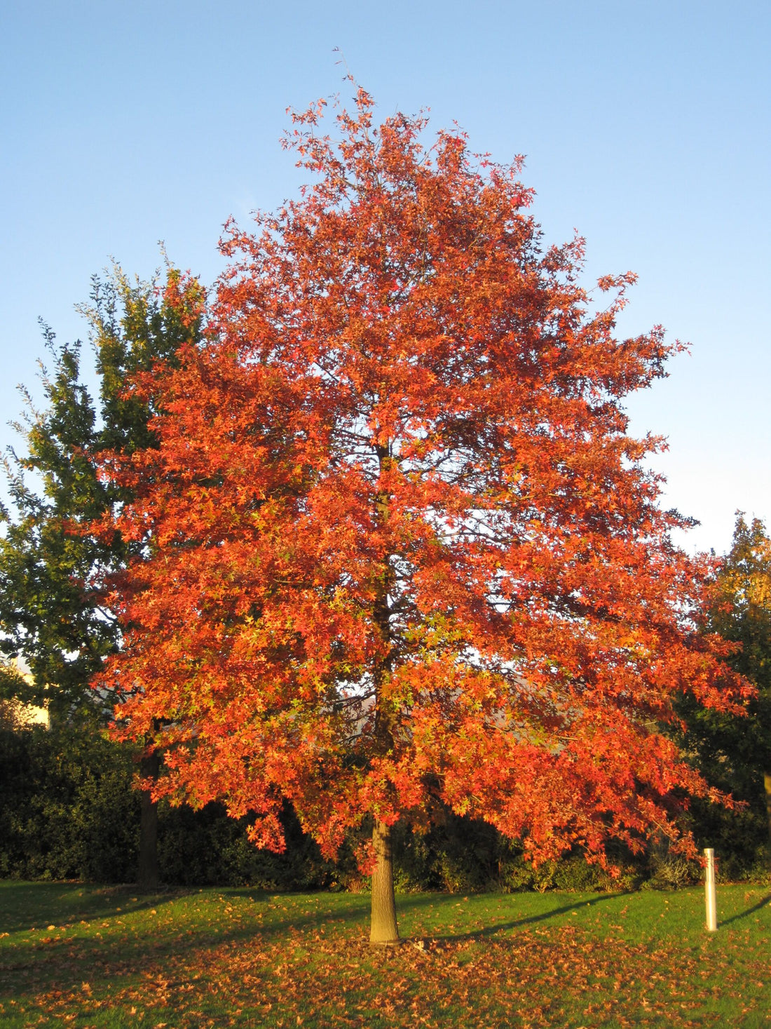 Stejar de balta / Quercus palustris/ - Gradina Noastra