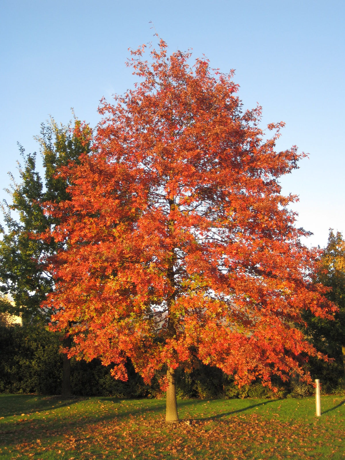 Stejar de balta / Quercus palustris/
